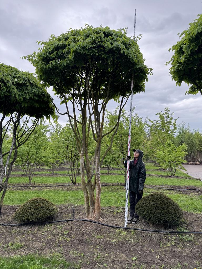 Parrotia persica Schirmform