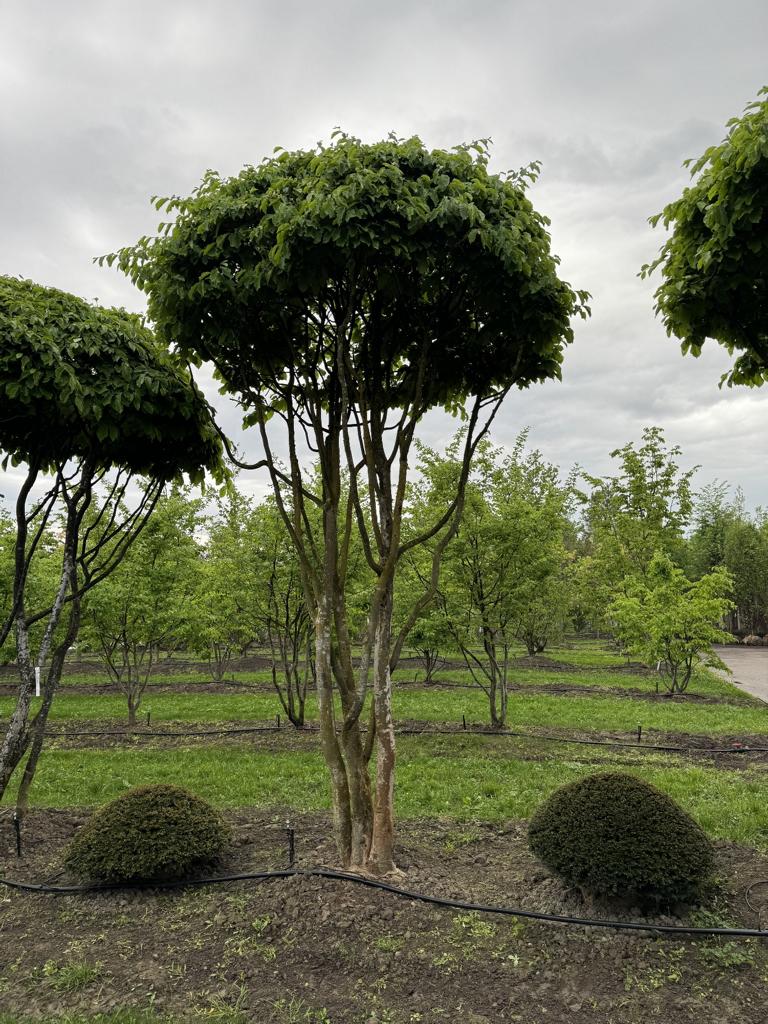 Parrotia persica Schirmform