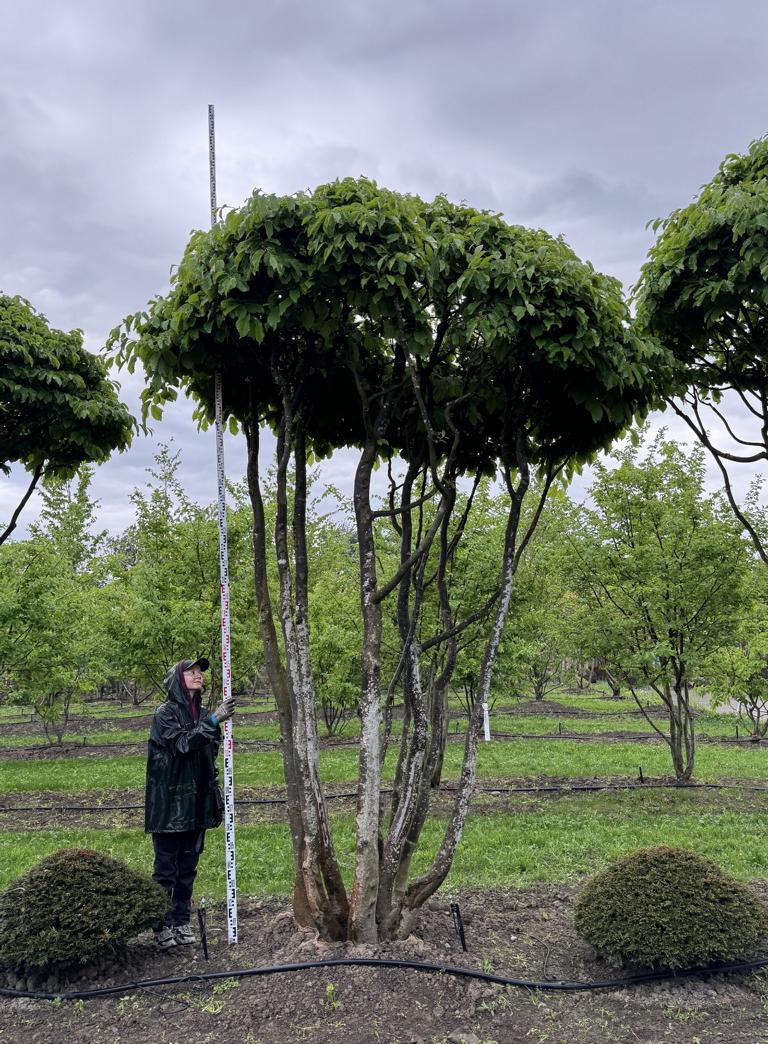 Parrotia persica Schirmform