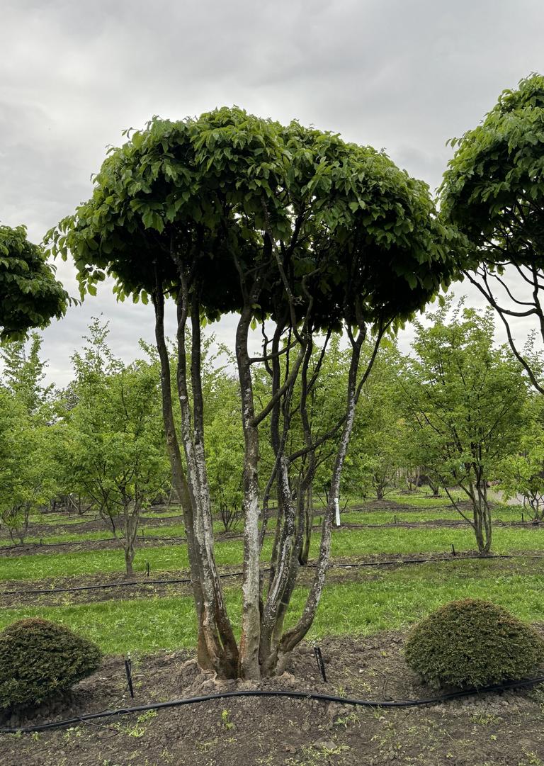 Parrotia persica Schirmform