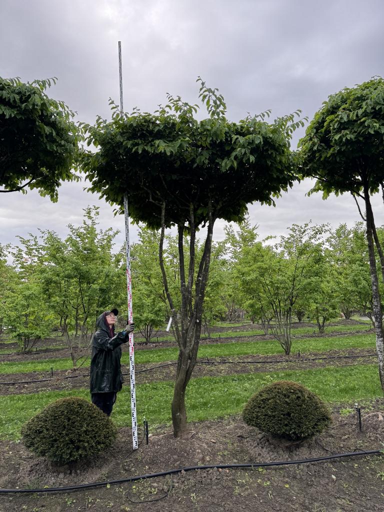Parrotia persica Schirmform
