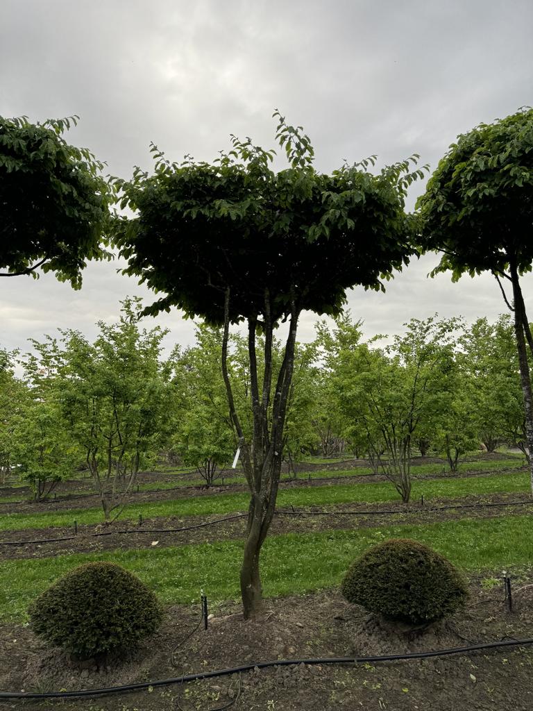 Parrotia persica Schirmform