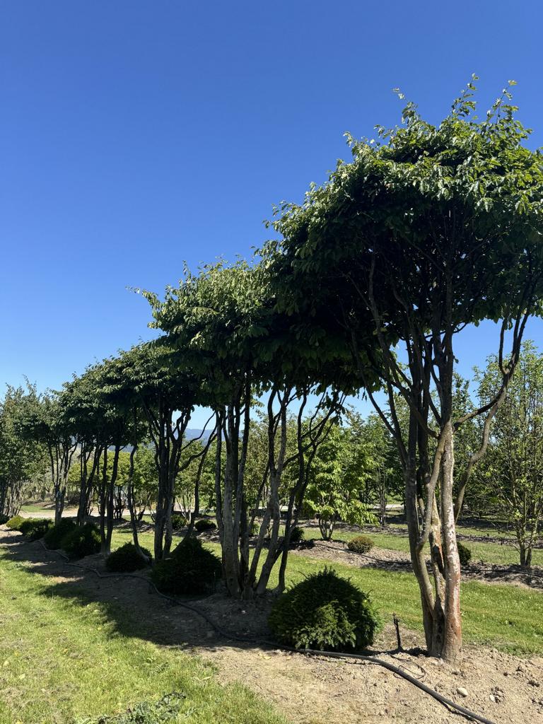 Parrotia persica Schirmform