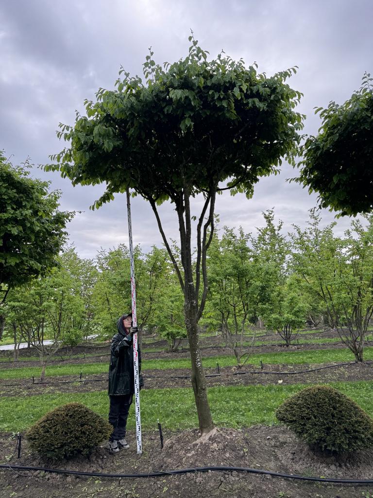 Parrotia persica Schirmform