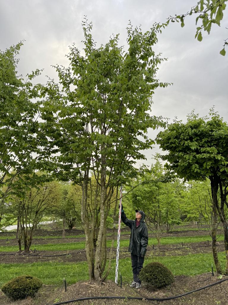Parrotia persica Schirmform