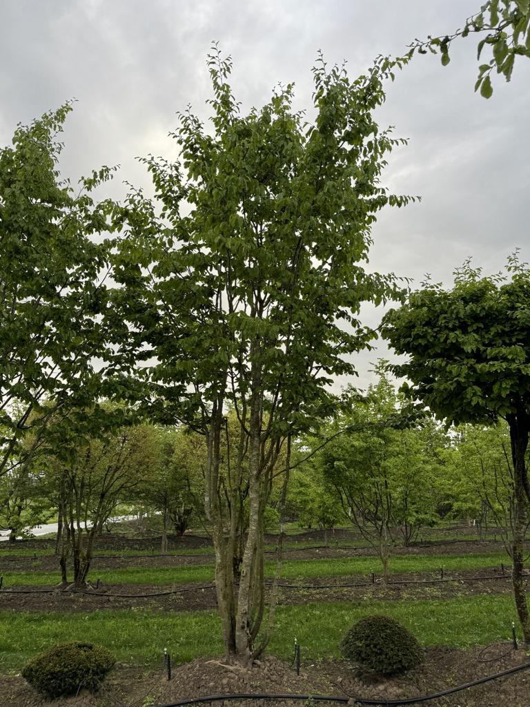 Parrotia persica Schirmform
