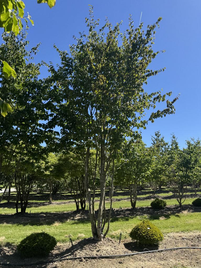 Parrotia persica 'Vanessa'