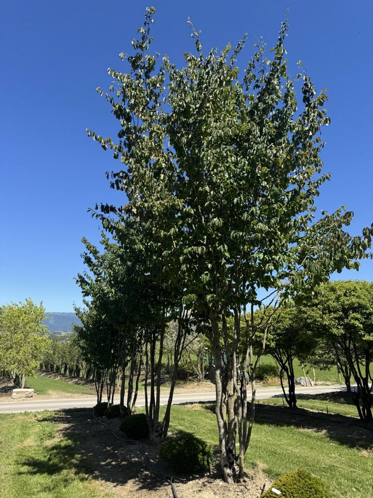Parrotia persica 'Vanessa'