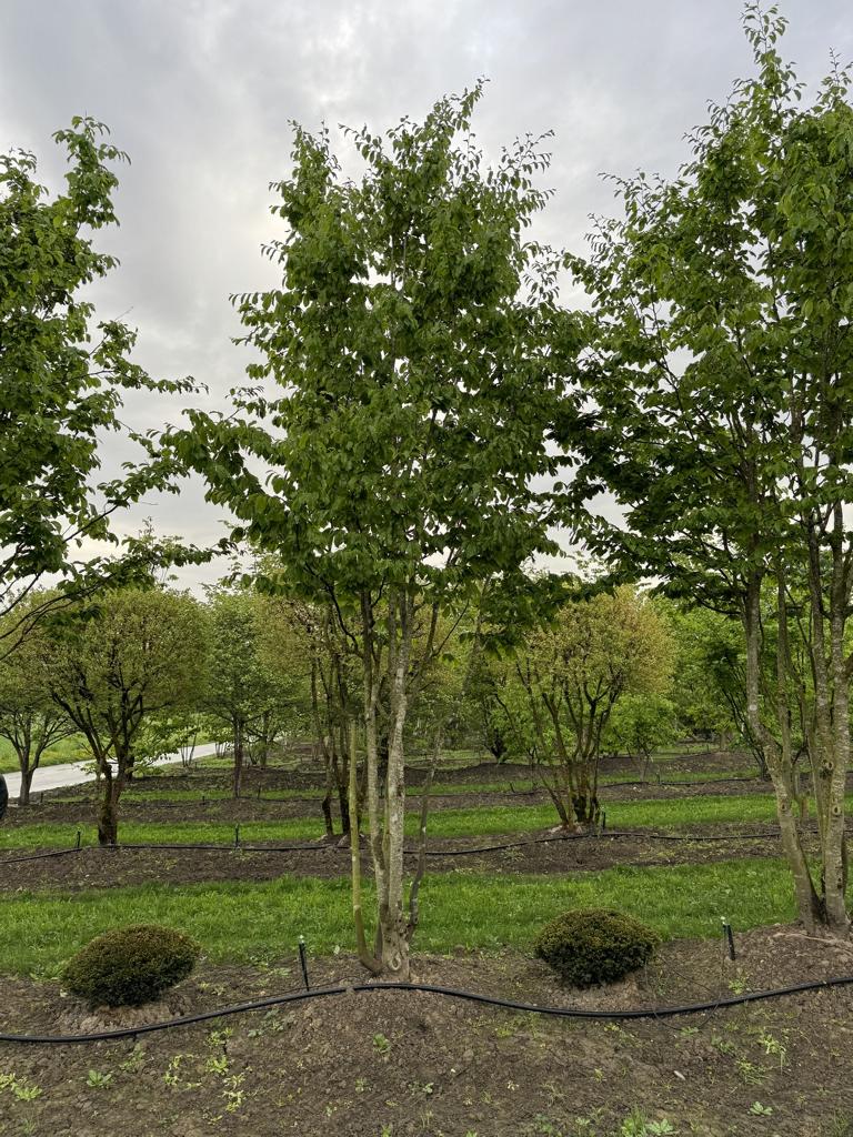 Parrotia persica Schirmform