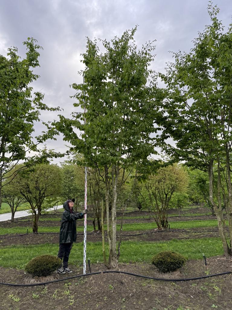 Parrotia persica Schirmform