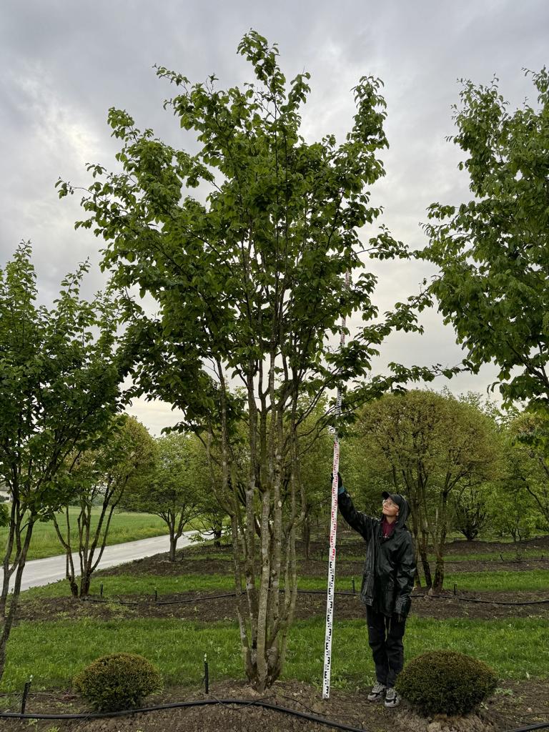 Parrotia persica Schirmform