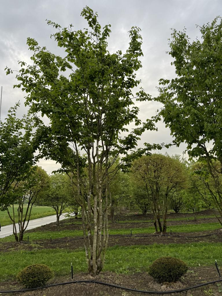 Parrotia persica Schirmform