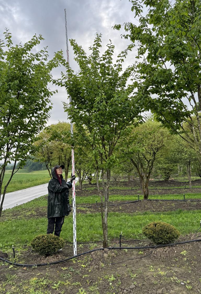 Parrotia persica 'Vanessa'
