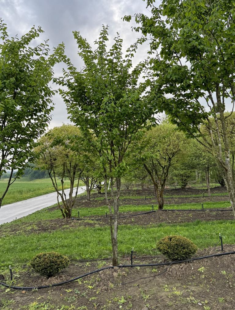 Parrotia persica 'Vanessa'
