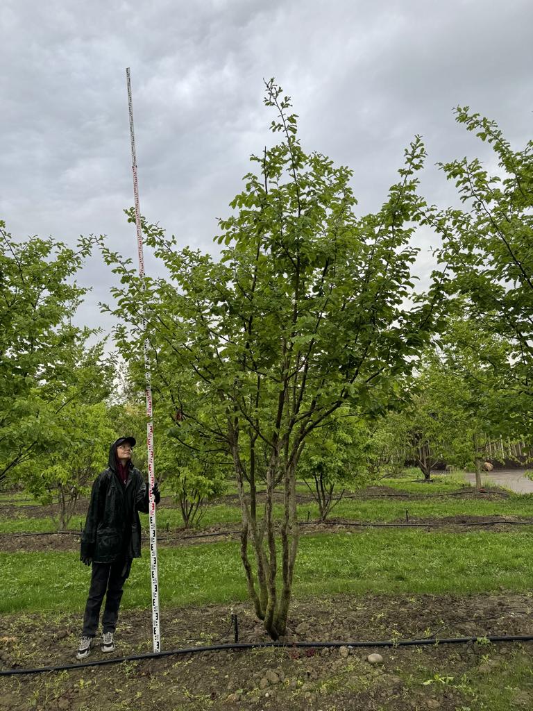 Parrotia persica Schirmform
