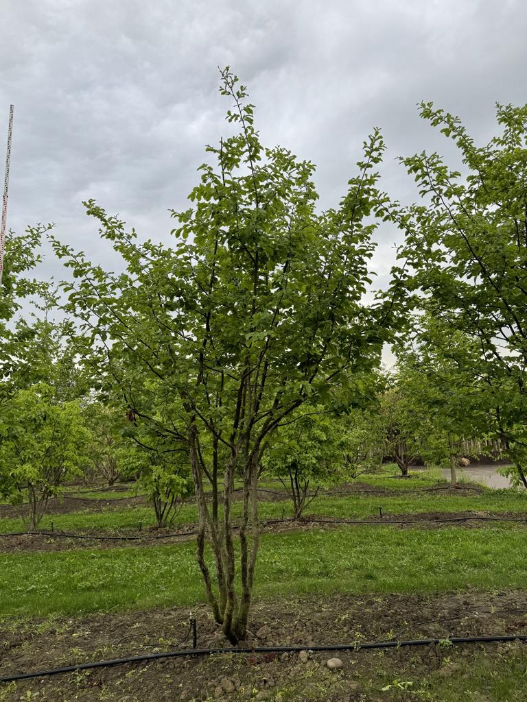 Parrotia persica Schirmform