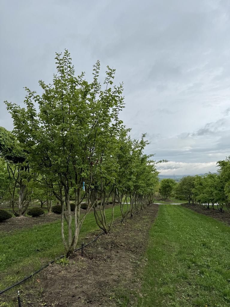 Parrotia persica Schirmform