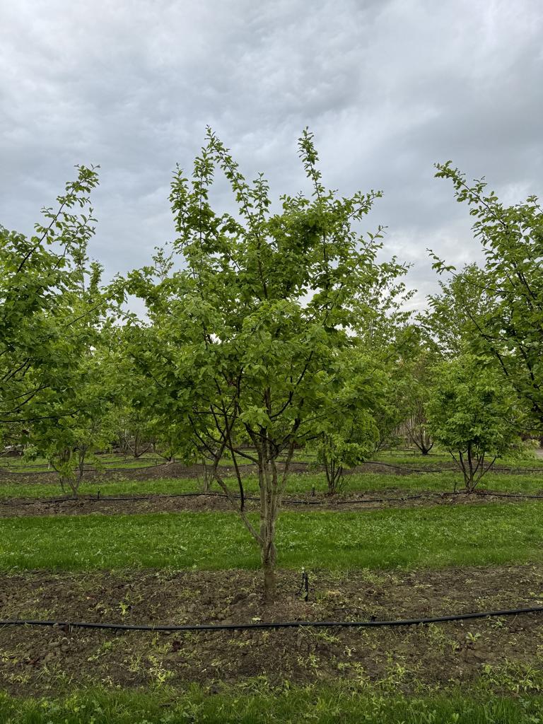 Parrotia persica Schirmform