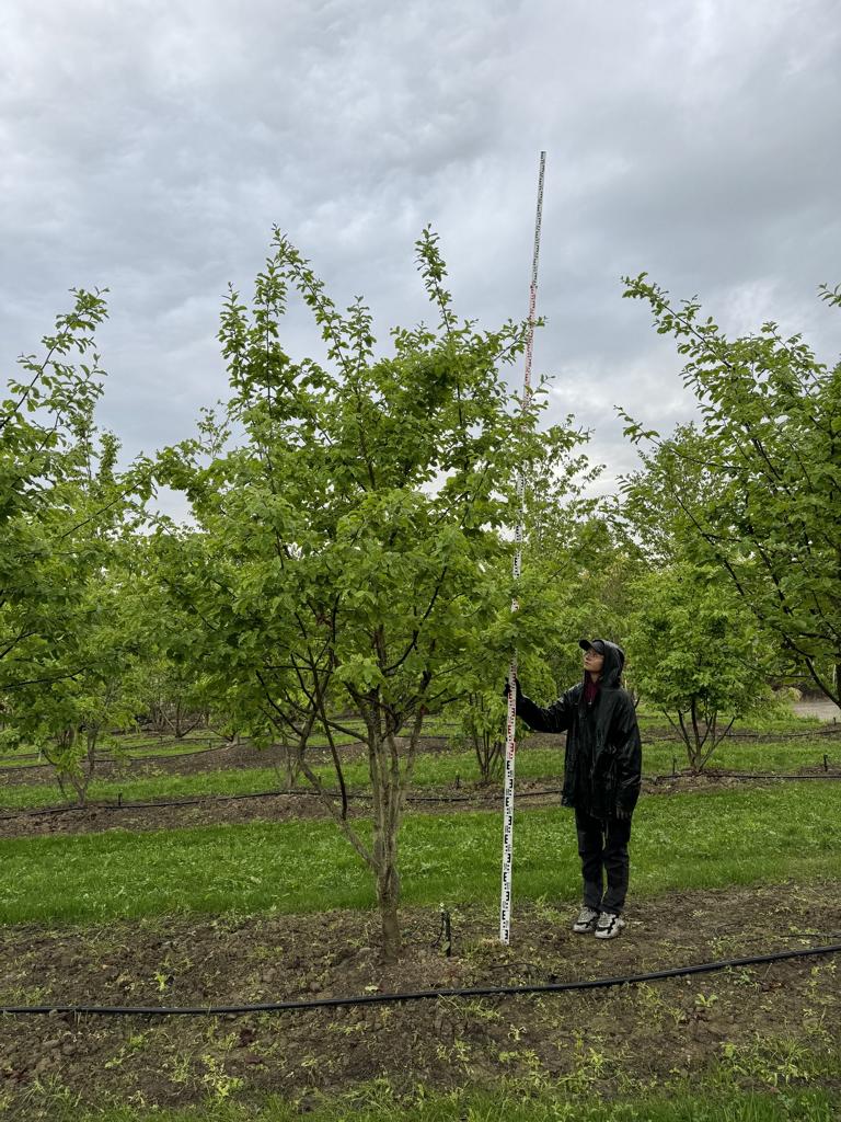 Parrotia persica Schirmform