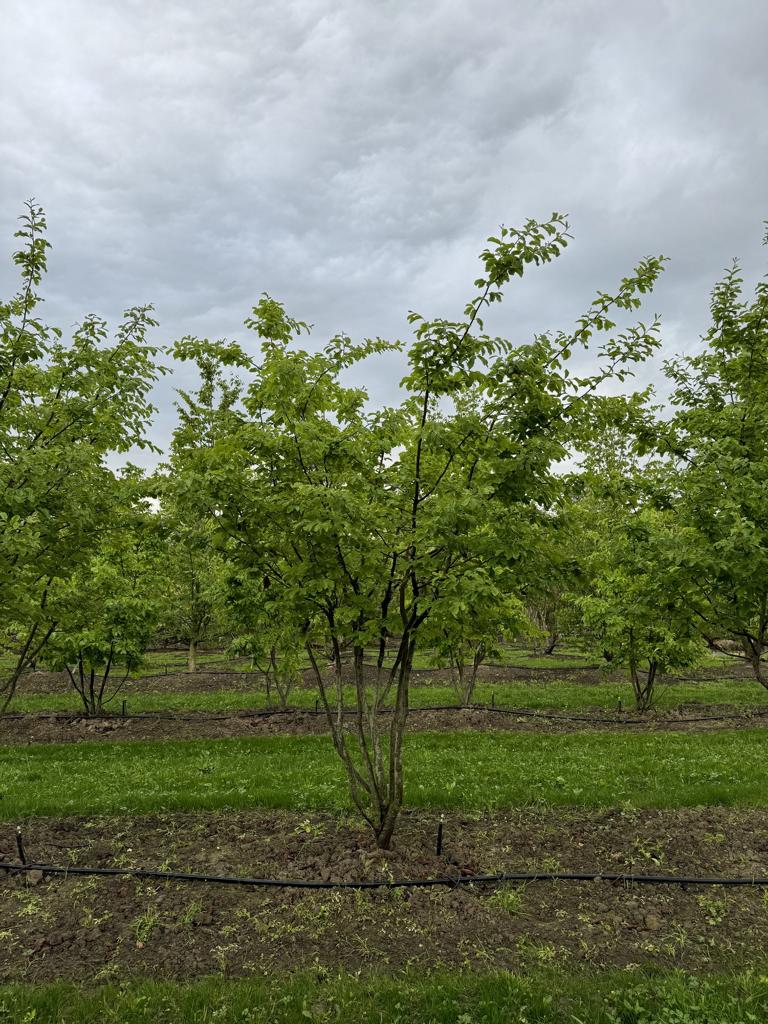 Parrotia persica Schirmform