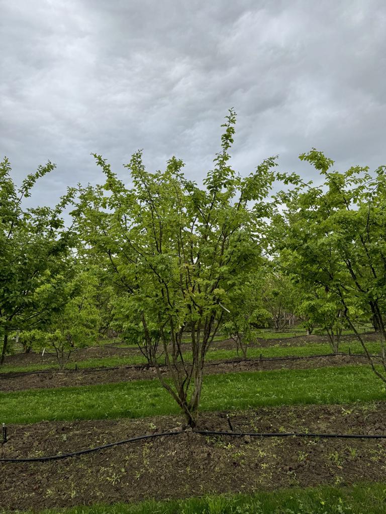 Parrotia persica Schirmform