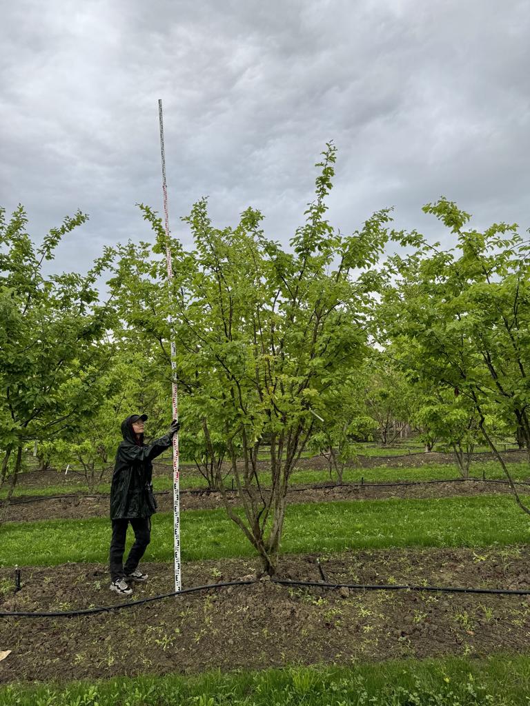 Parrotia persica Schirmform