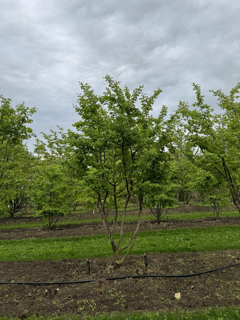 Parrotia persica Schirmform