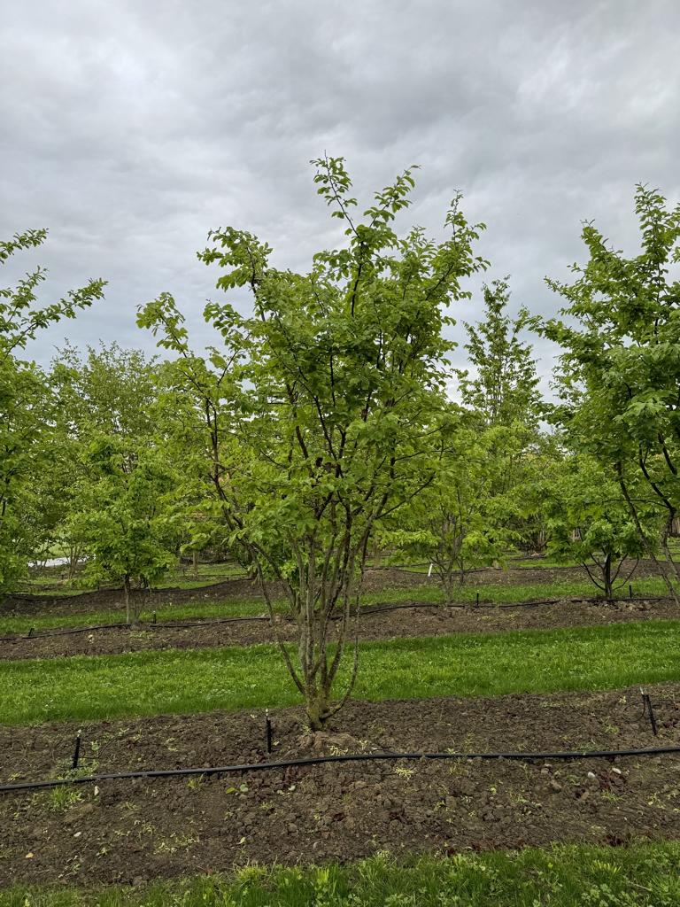 Parrotia persica Schirmform