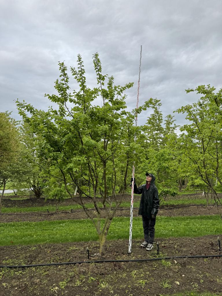 Parrotia persica Schirmform