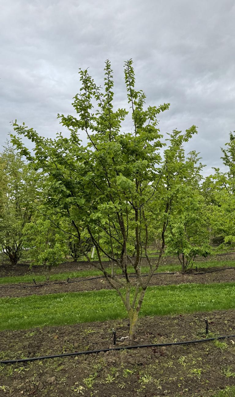 Parrotia persica Schirmform