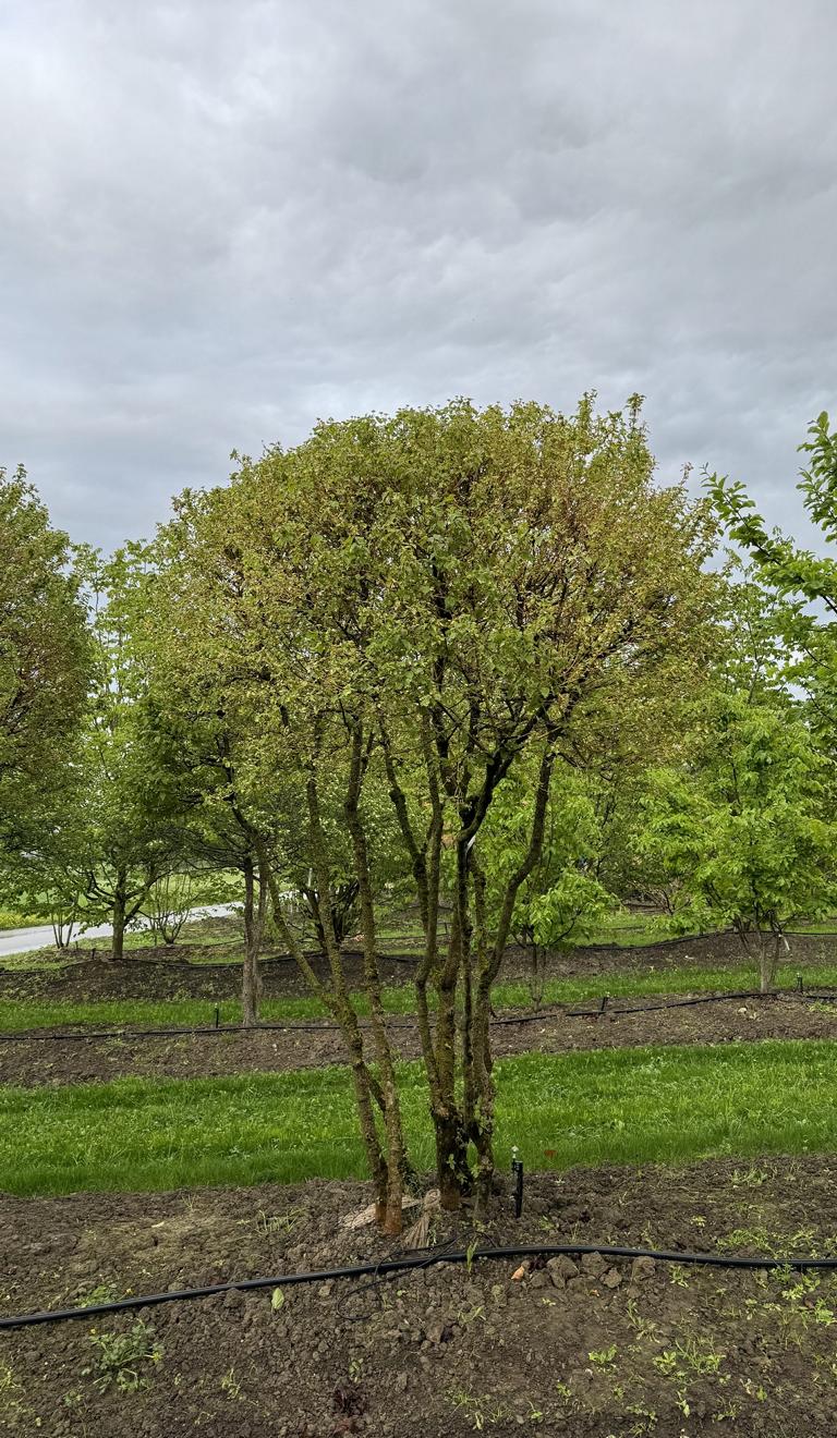 Cornus sanguinea 'Winterflame' Dachform