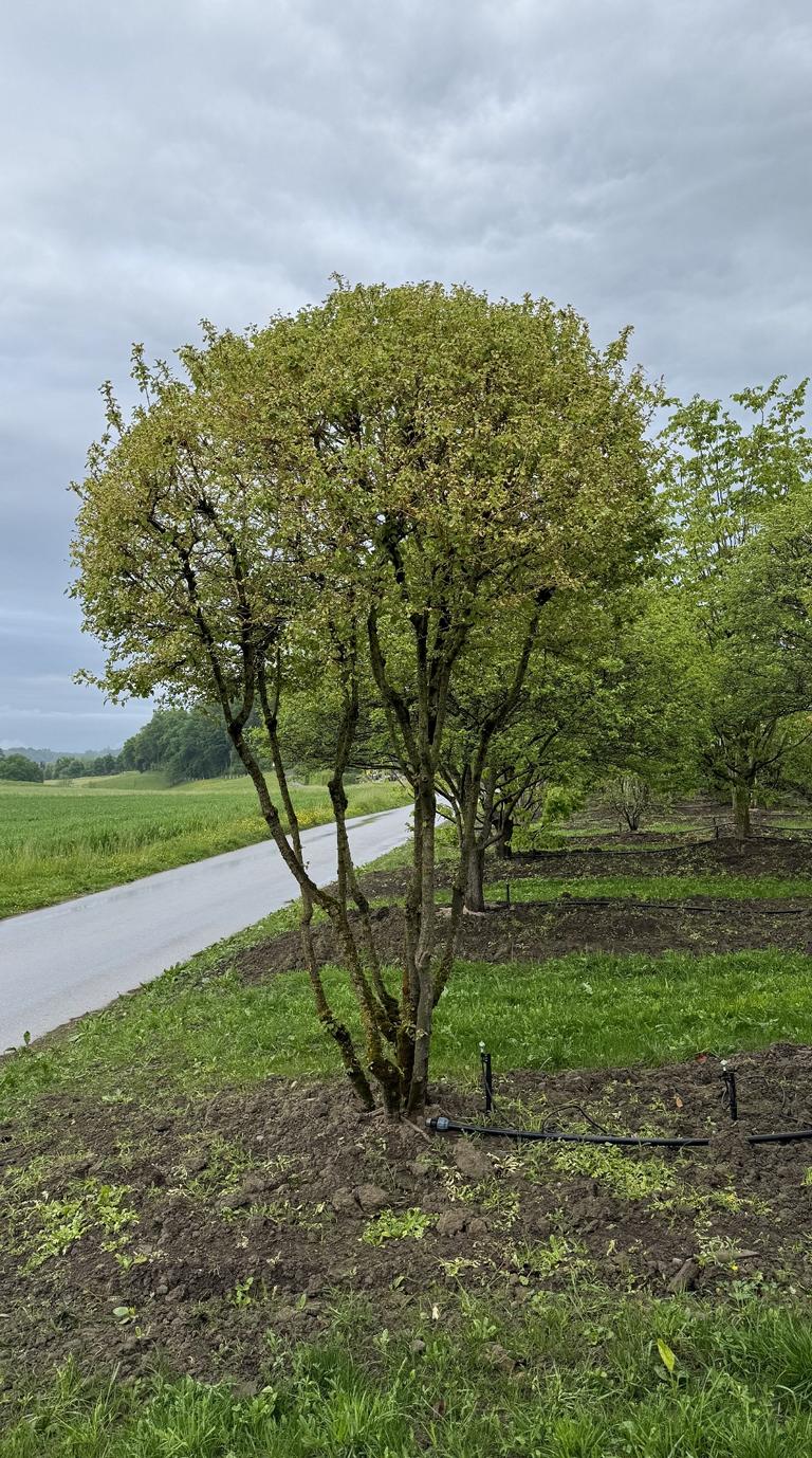 Cornus sanguinea 'Winterflame' Dachform