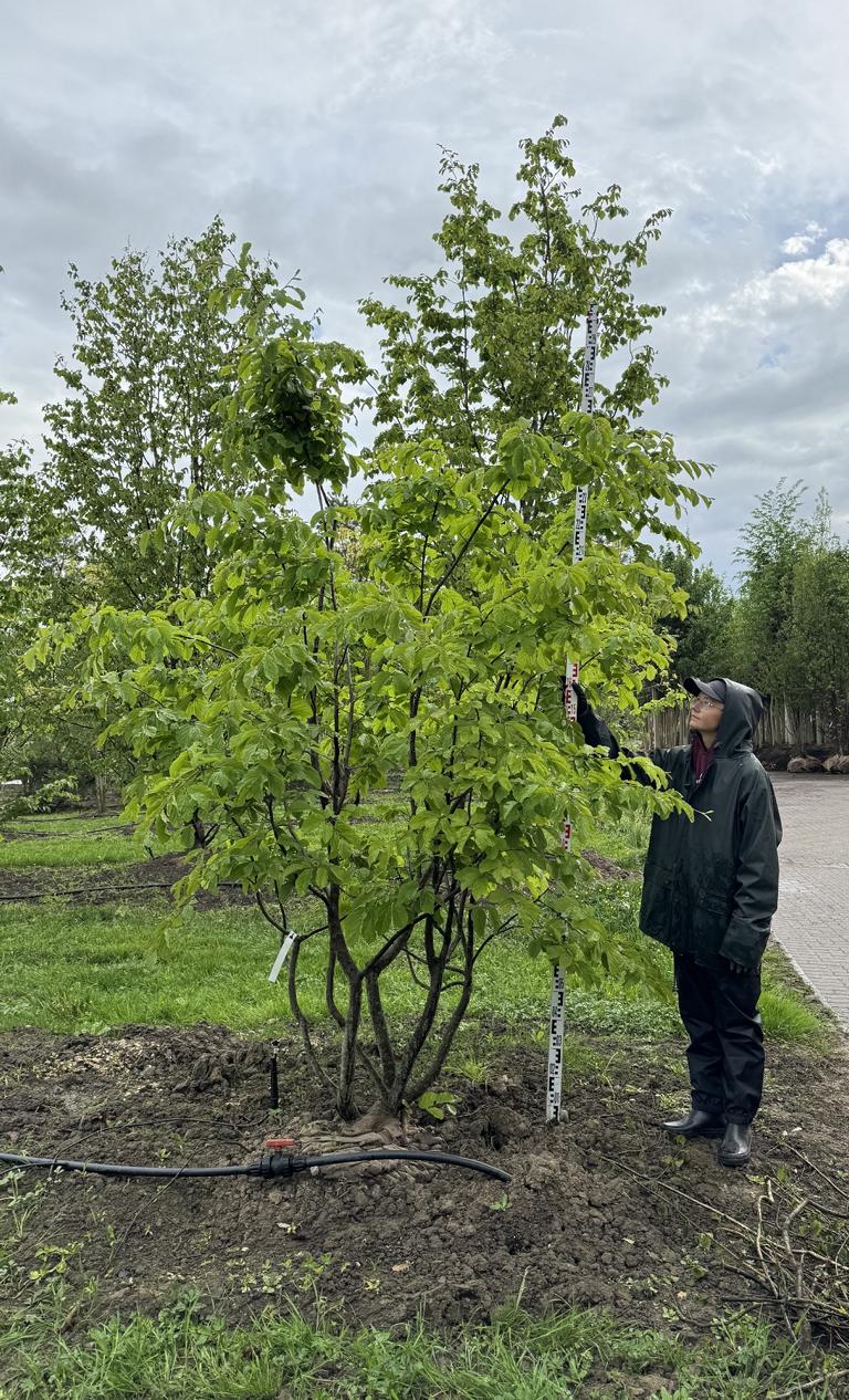 Parrotia persica Schirmform