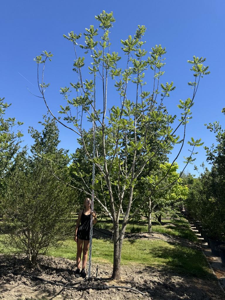 Juglans nigra