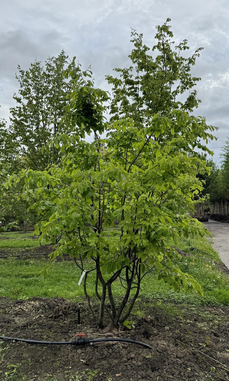 Parrotia persica Schirmform