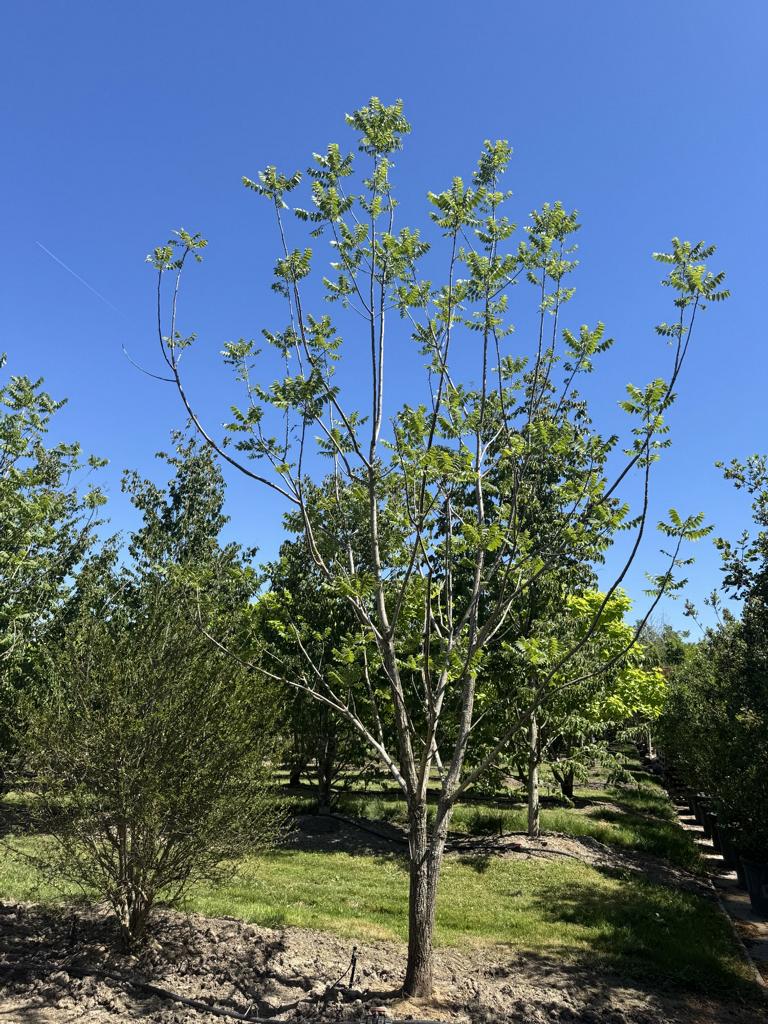 Juglans nigra