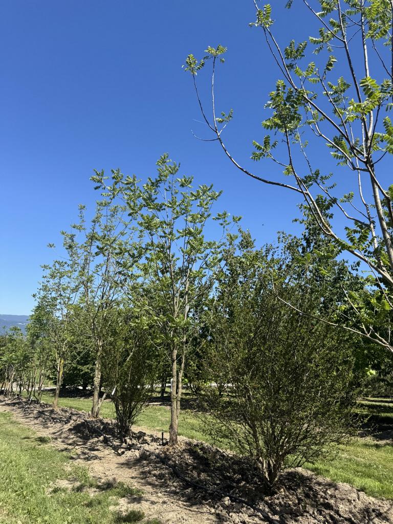 Juglans nigra