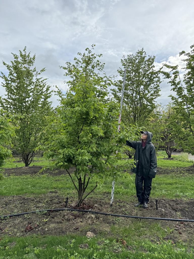 Parrotia persica Schirmform