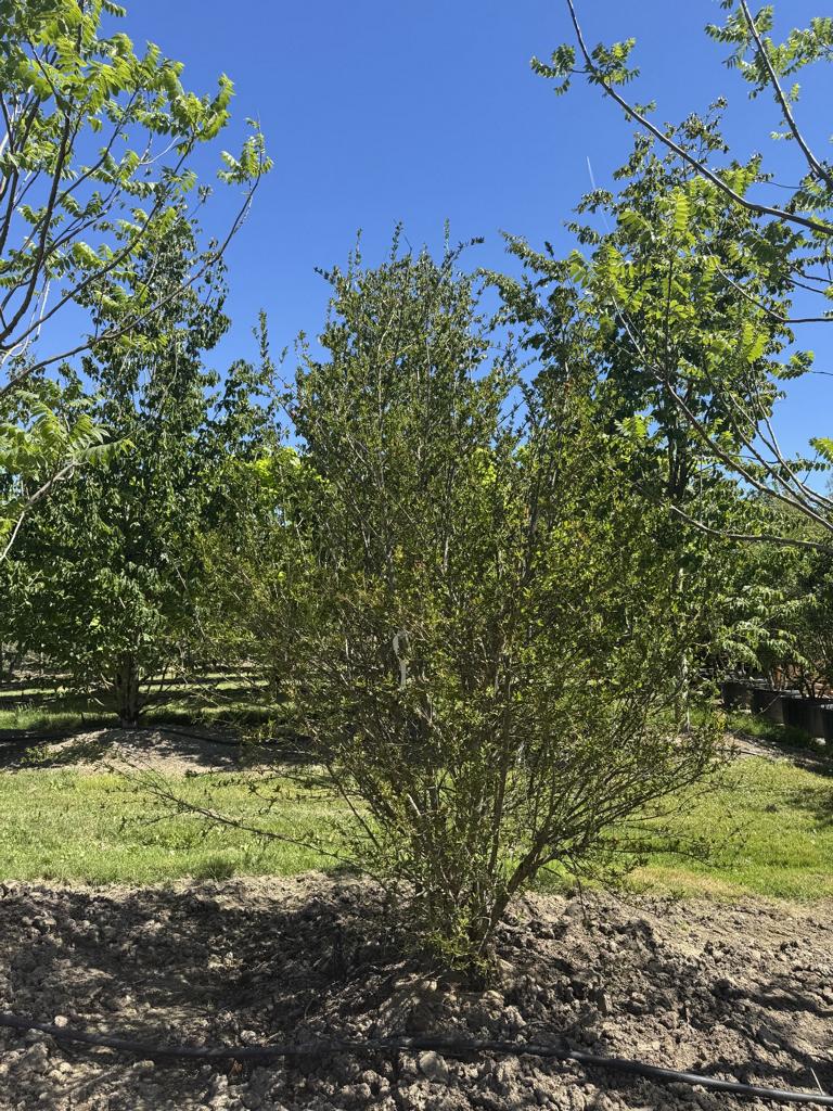 Punica granatum