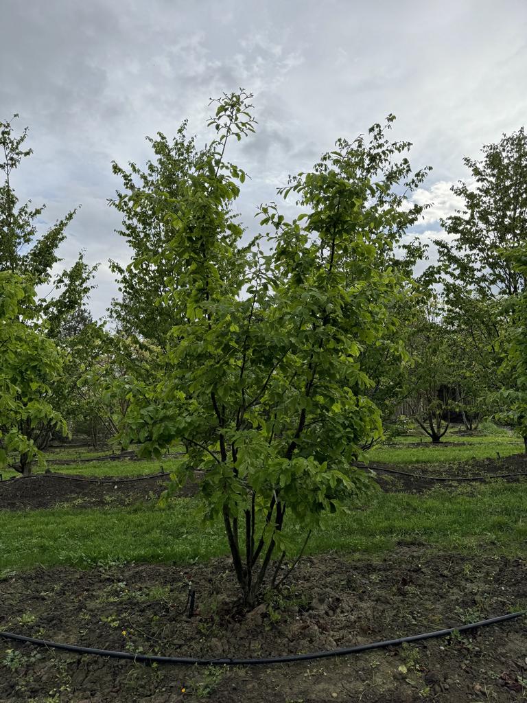 Parrotia persica Schirmform