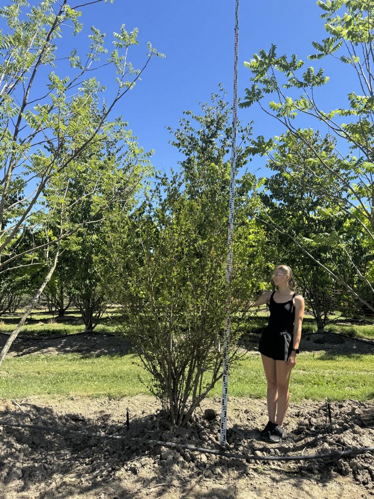 Punica granatum