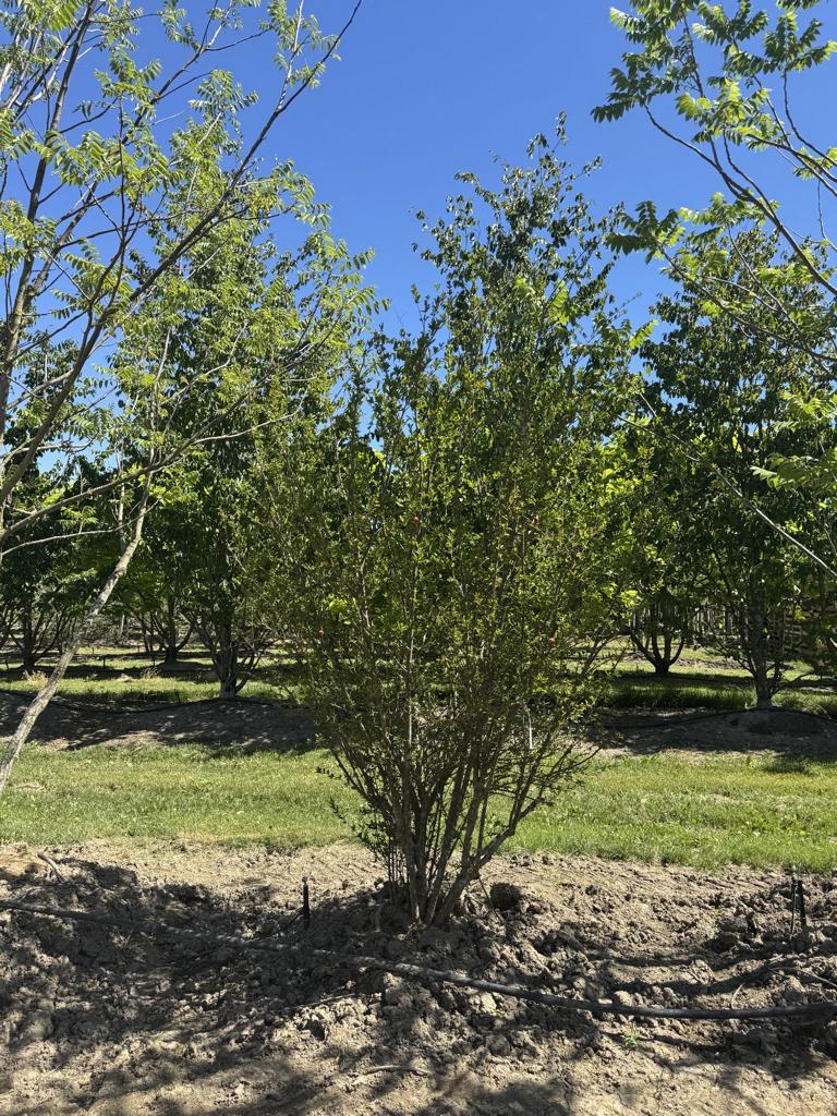 Punica granatum