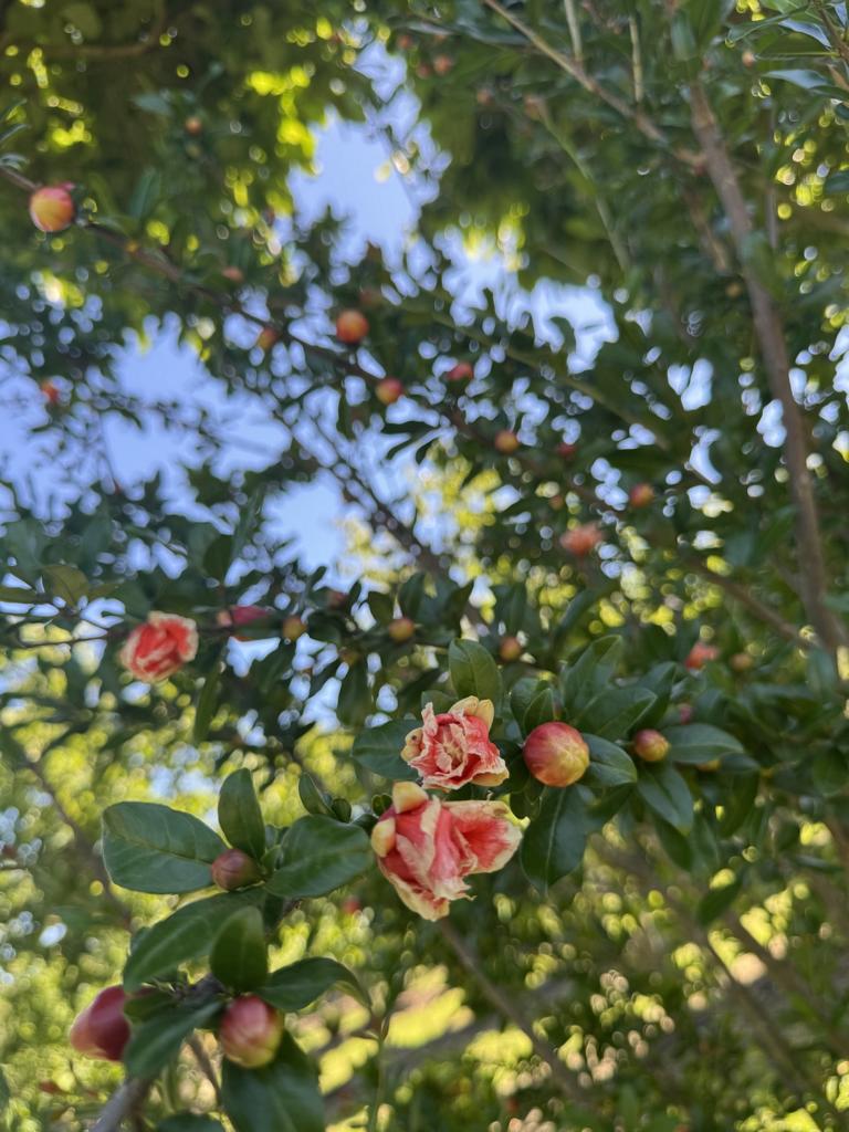 Punica granatum