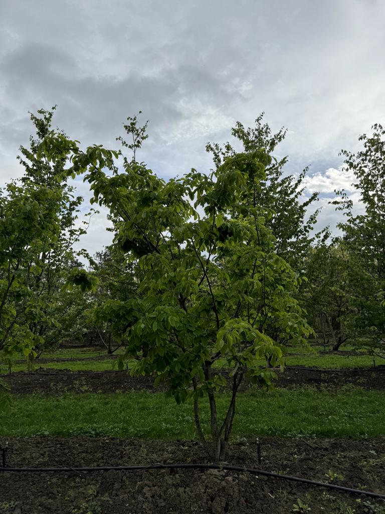 Parrotia persica Schirmform