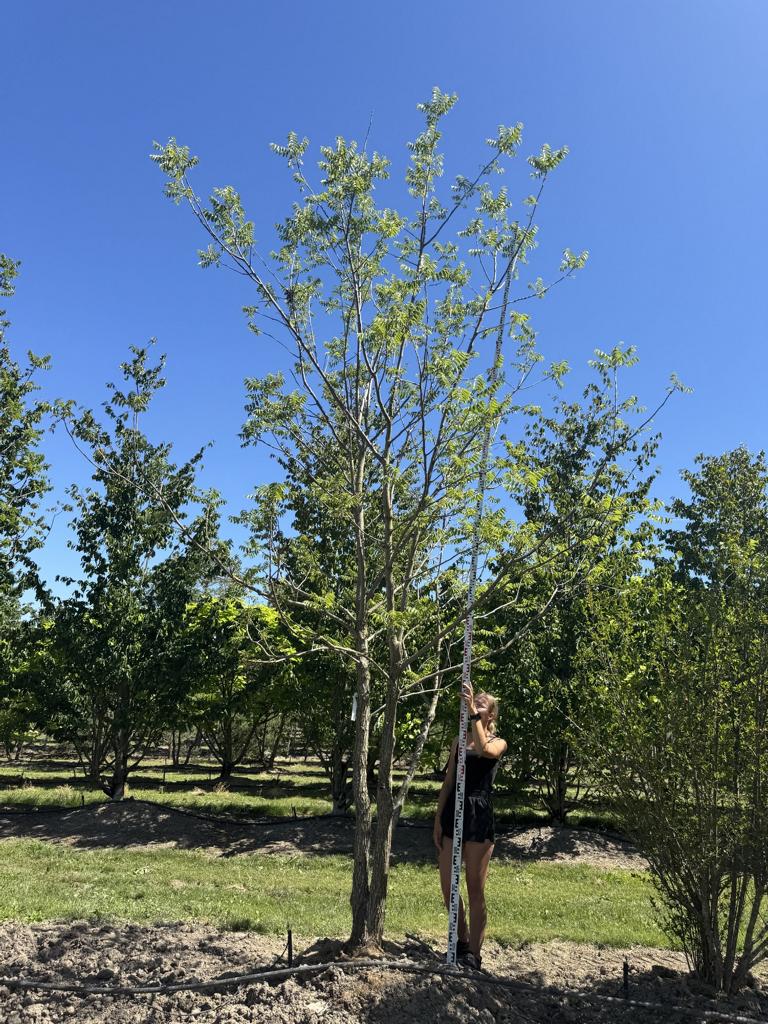 Juglans nigra