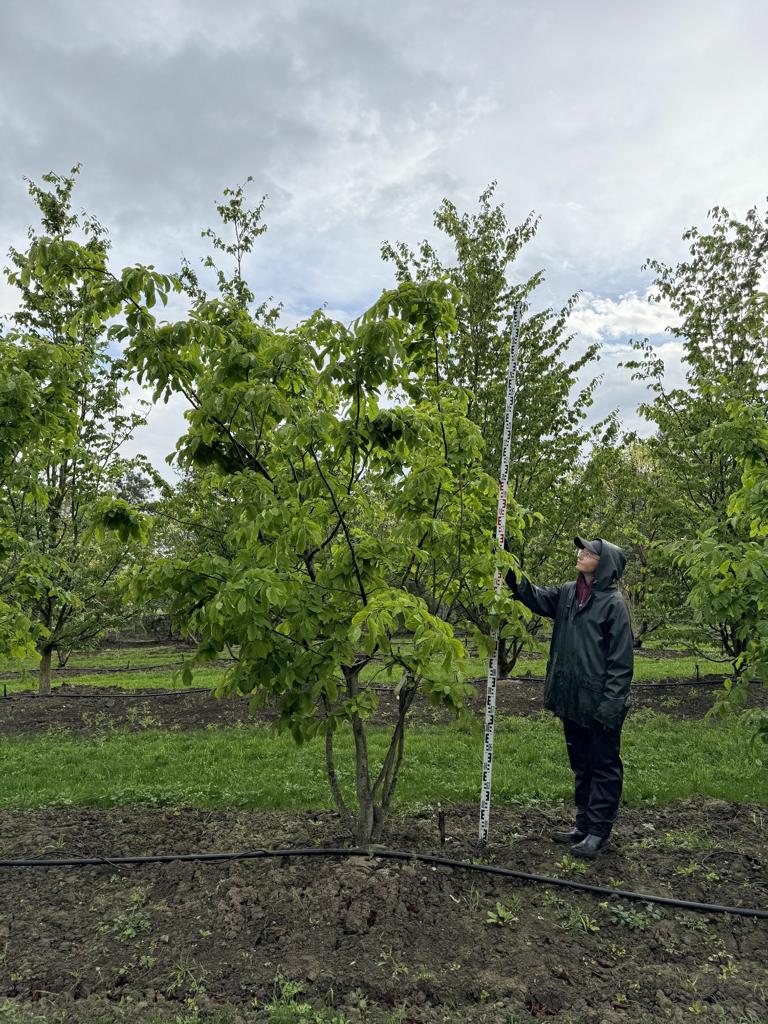 Parrotia persica Schirmform