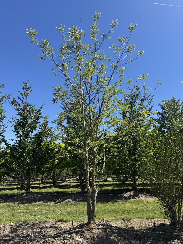 Juglans nigra