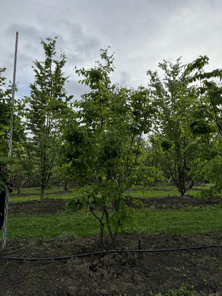 Parrotia persica Schirmform