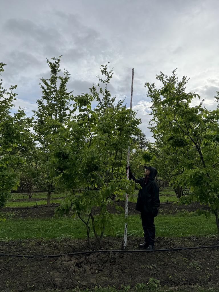Parrotia persica Schirmform
