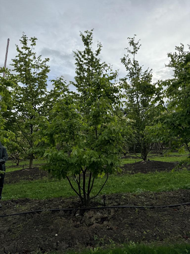 Parrotia persica Schirmform